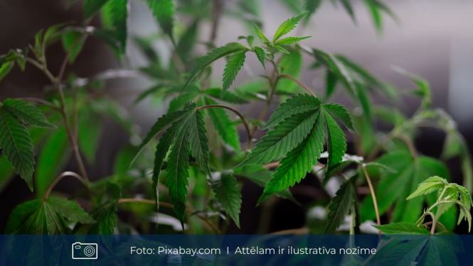 Ilustratīvs attēls